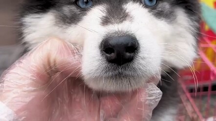 The dog seller at the pet market actually said something shocking!