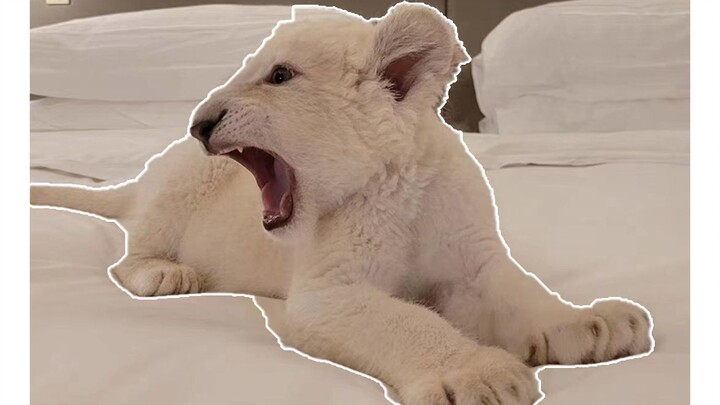 كم هو لطيف الأسد الأبيض الصغير؟ يرافق ليو ليو يا في اللعب والمرح!