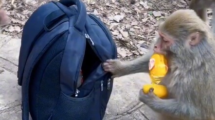 Top 10 Moving Animals in China: The Monkeys on Mount Emei Hand Out Bread to Tourists and Even Though