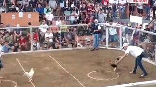 1st fight on Vitas Tondo ( 3 Cock Daylight Derby) Super Sweater