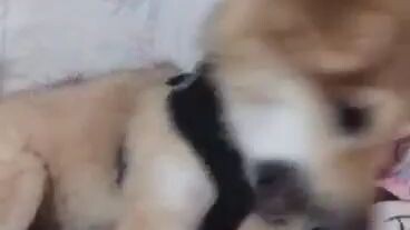 pluffy is angry