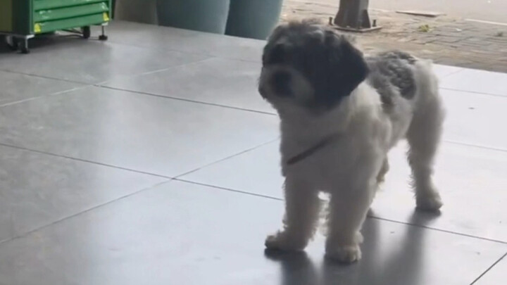 Anak anjing: "Halo, Bu, apakah Lai Fu ada di rumah?"