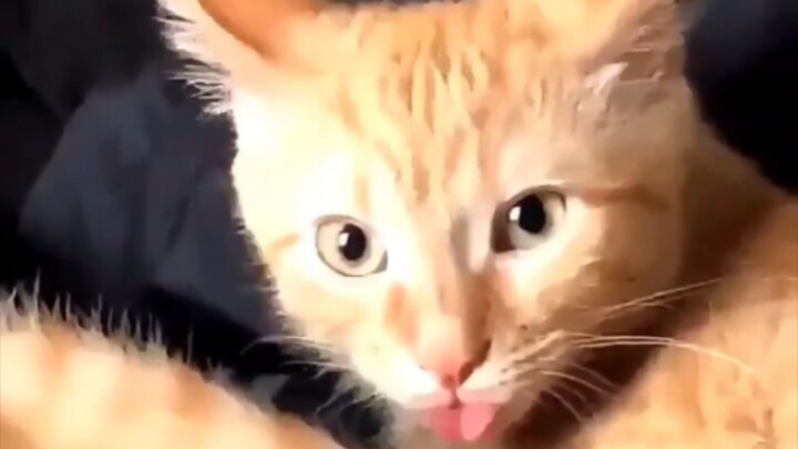 มีมแมวที่ช่วยปรับปรุงภาวะสมองน้อยฝ่อได้อย่างมีประสิทธิภาพ