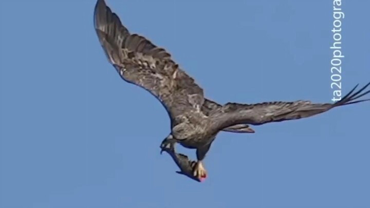 Eagle: Who else but me? 😎 #Juvenile Bald Eagles. One drops the fish, one misses it, and one actually