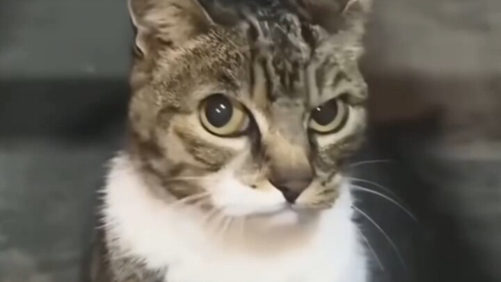 Kucing: Nak, hati-hati! Apa tanganmu itu sedang menantangku?