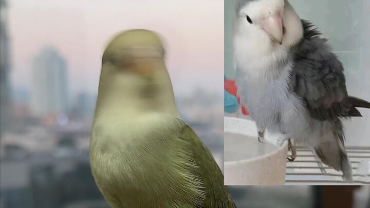 Be cautious when buying birds online!