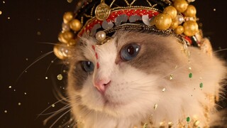 Satu-satunya kucing di Internet ada di sini! ! !