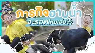 [เจ้านาย 4 ขา] อาบน้ำให้เจ้ามิลเลี่ยนครั้งแรก!! เล๊ะไม่เล๊ะ #เกรทเดนหมาใหญ่