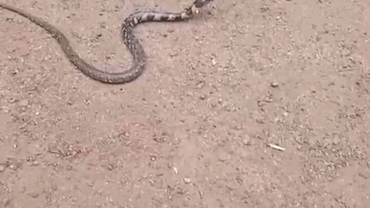 snake
