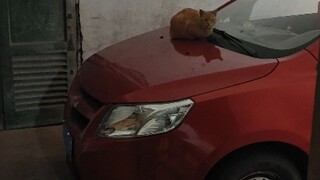 这就是猫不和狗玩的原因，尤其是滋崩狗