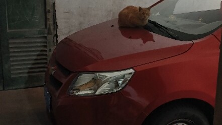 هذا هو السبب في أن القطط لا تلعب مع الكلاب، خاصة كلاب الزِبْنغ.