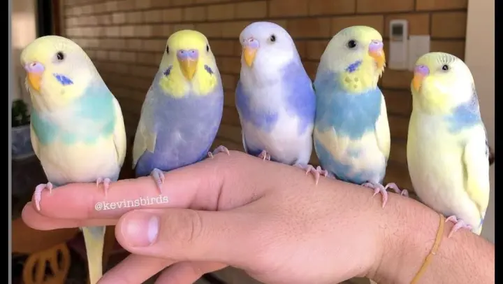 Video collection of super smart birds