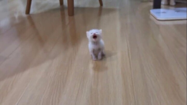 The kitten’s already squeaking this much—what will it be like when it grows up!