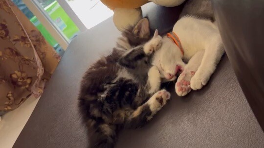 น้องแมวทีบพี่แมว