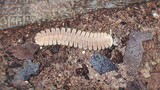 Can millipedes be so cute?