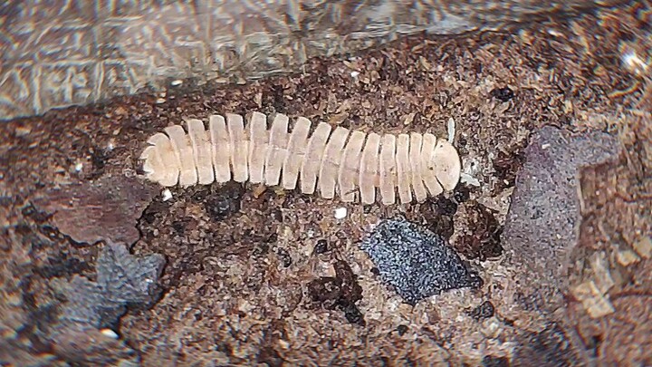 Can millipedes be so cute?