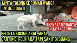 Allahu Akbar Kucing Scabies Parah Banget Keliling Rumah Warga Untuk Mencari Pertolongan