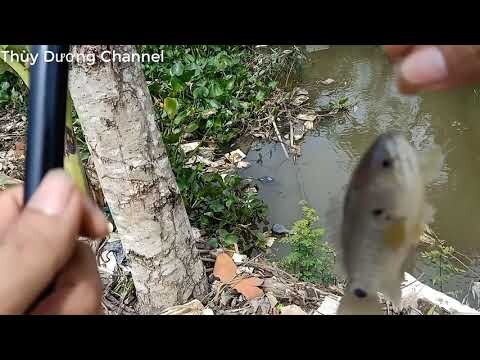 fish video New  fishing video amazing fishing part 3