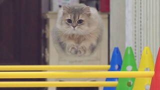 Kompetisi lompat rintangan kucing hahaha
