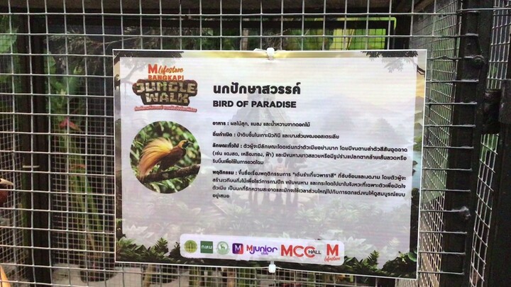 นกปักษาสวรรค์