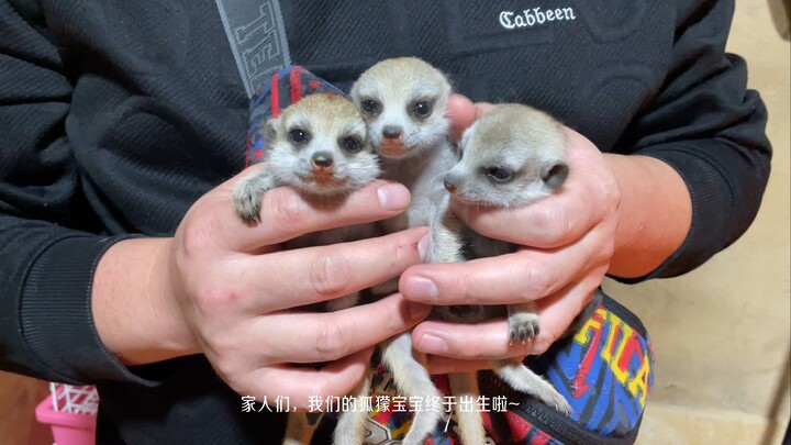 【أربي النمس في Bilibili】اليوم ولدت 3 جراء نمس صغيرة، أليست جميلة للغاية؟