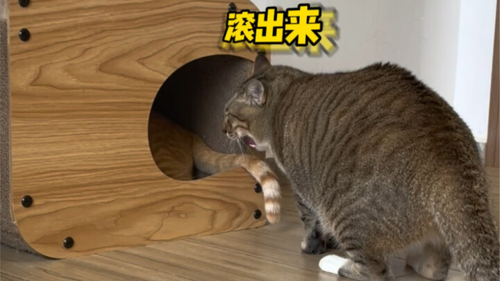 Xiao Mi tidak pernah memperlakukan Da Mi sebagai kucing pada umumnya…
