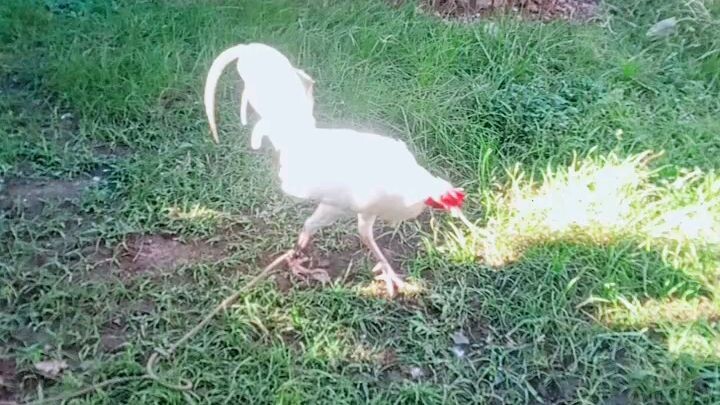 white kelso🐓