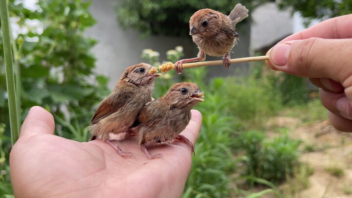 In a world with wings, nothing is ever easy.