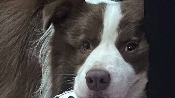 หมาบ้านคุณจะไวต่อคำไหนกันบ้าง?