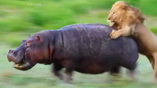 If you don’t shower often, you’ll really grow “lice” on your body.