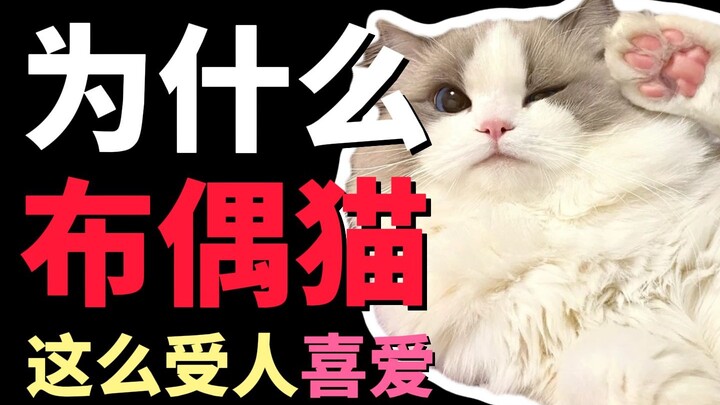 Mengapa kucing Ragdoll begitu dicintai?