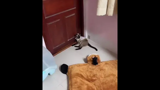 หน้าดำๆ