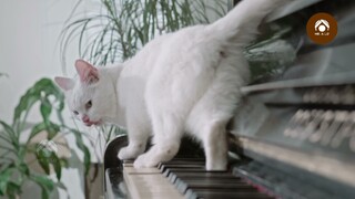 Chó mèo dễ thương | Buồn làm chi mèo ơi | Clip mèo xàm | Mr A Lơ | Review phim mèo xàm