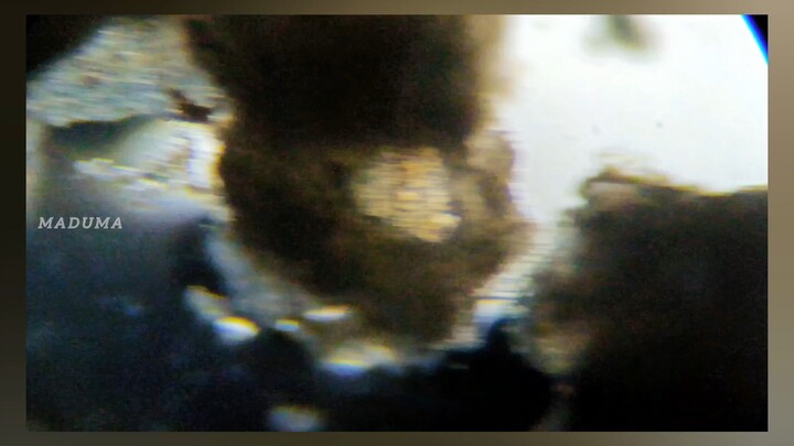 Dust Mites: Stowaways From The Mattress