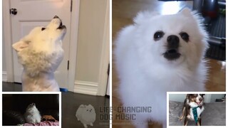 Pompeii but Dogs Sung It (Dogs Version Cover)