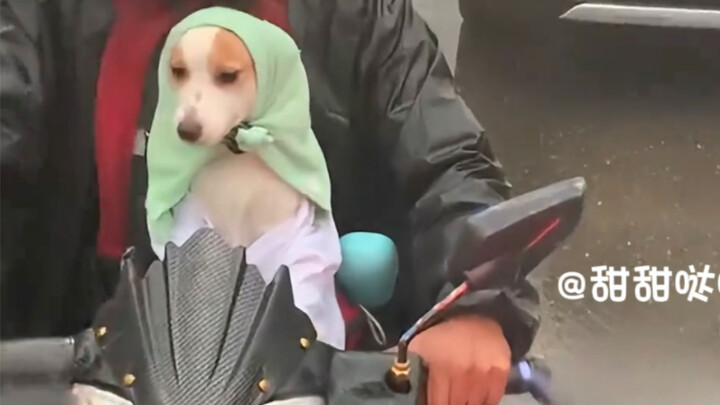 น้องหมาที่อยู่ในหัวใจของเจ้านายเลยนะ!