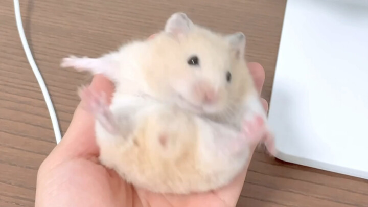 So cute! A hamster cannot turn over in my hand