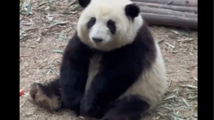 Come and admire Huahua's well-behaved sitting posture.