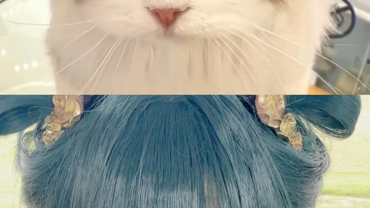 Meow💢