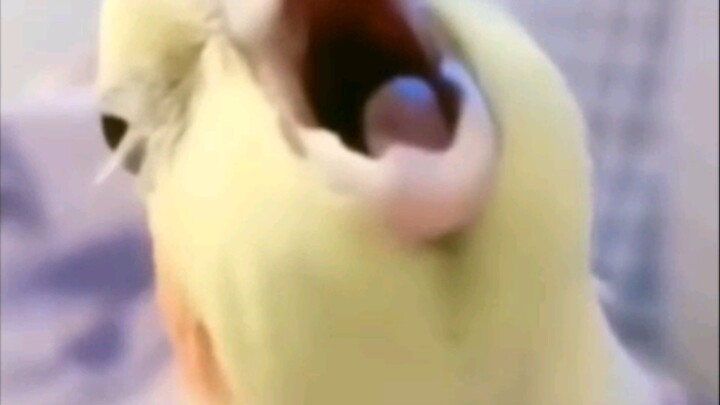 #kicau #kicauburung #burungunik #unik