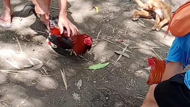 #cockers3000#documentation