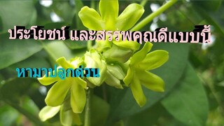 สรรพคุณของดอกขจร เป็นผักกินได้ เป็นยาก็ดี/โดยฮอยไทยอีสาน