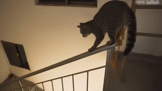 Tom and Jerry, a big twist in the ending