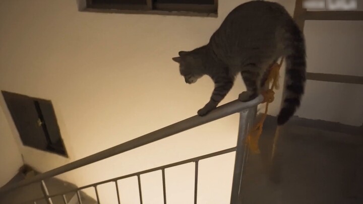 Tom and Jerry, a big twist in the ending