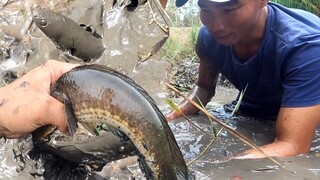 7 Ân nghe CÁ LỤC SỤC dưới mương khô VÁC XÔ ĐI BẮT không ngờ … - batca #1