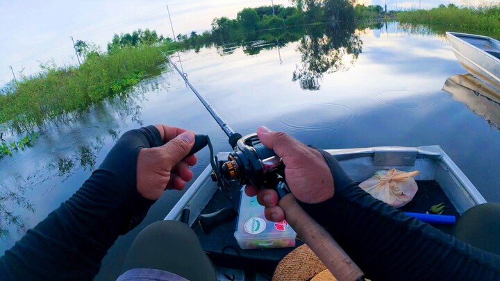 ระยะเผาขน ปลาชะโดปราจีนบุรี