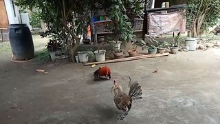 spar.....dome hatch vs straight sweater
