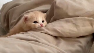 cat with sad song