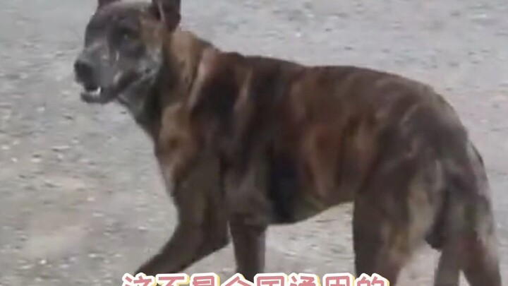 กลายเป็นว่าแม้แต่หมูป่าก็ยังทักทายแบบนี้ด้วยนะ นี่มันไม่ใช่แค่สากลทั่วประเทศแล้ว แต่เป็นสากลไปทั่วทุ