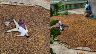 Faced with over 4,000 jin of tea seeds, a man spent half a month shelling them and eventually broke 